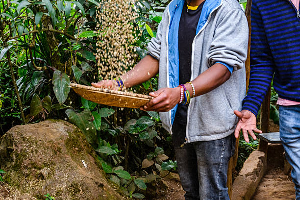 Chaga Coffee Making