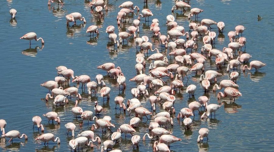 Momella Lakes Flamingos