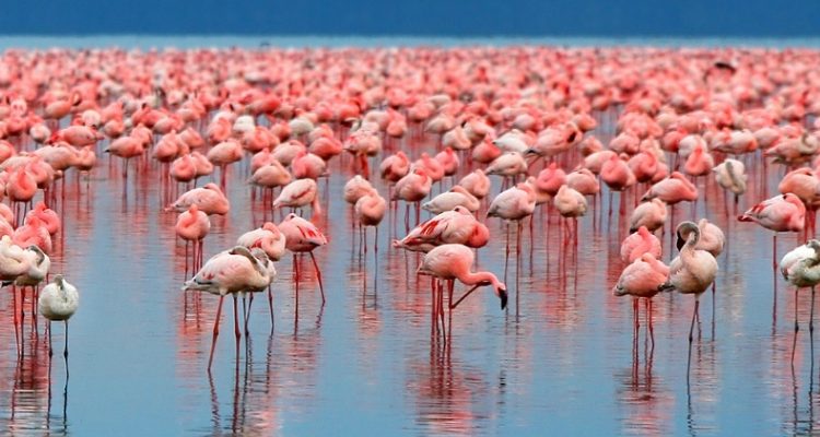Pink Flamingos Shoreline