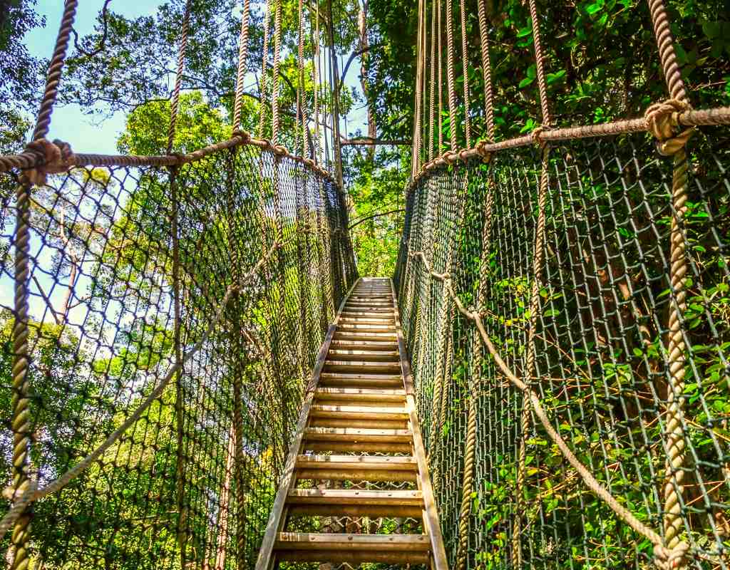 Treetop Walkway View