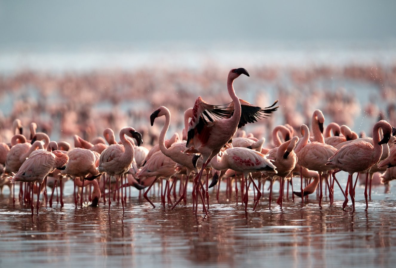 Ngorongoro