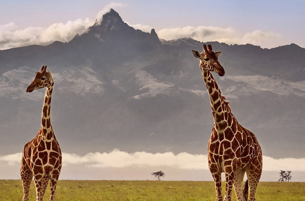 Serengeti