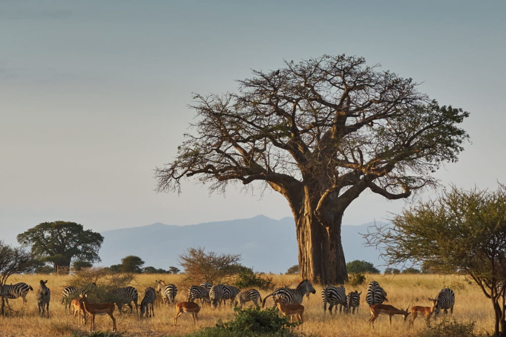 Serengeti