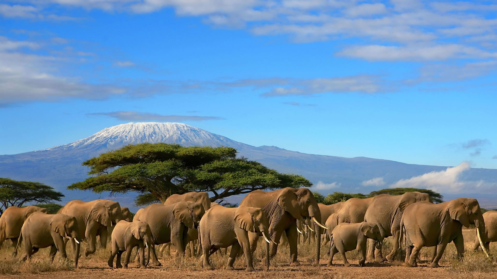 Ngorongoro