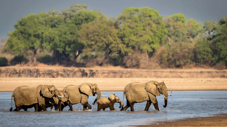Tarangire National Park Elephants