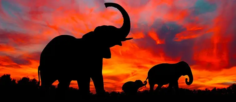 Elephant Silhouette
