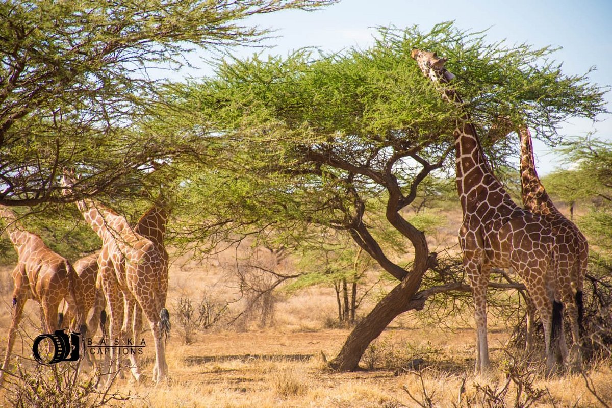 Serengeti