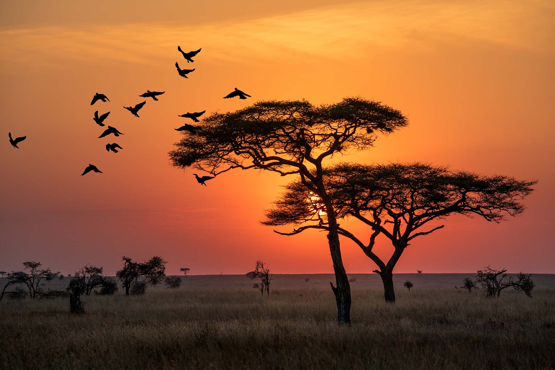 Elephants