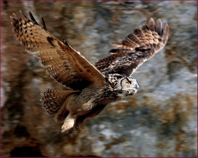 Tarangire Birds