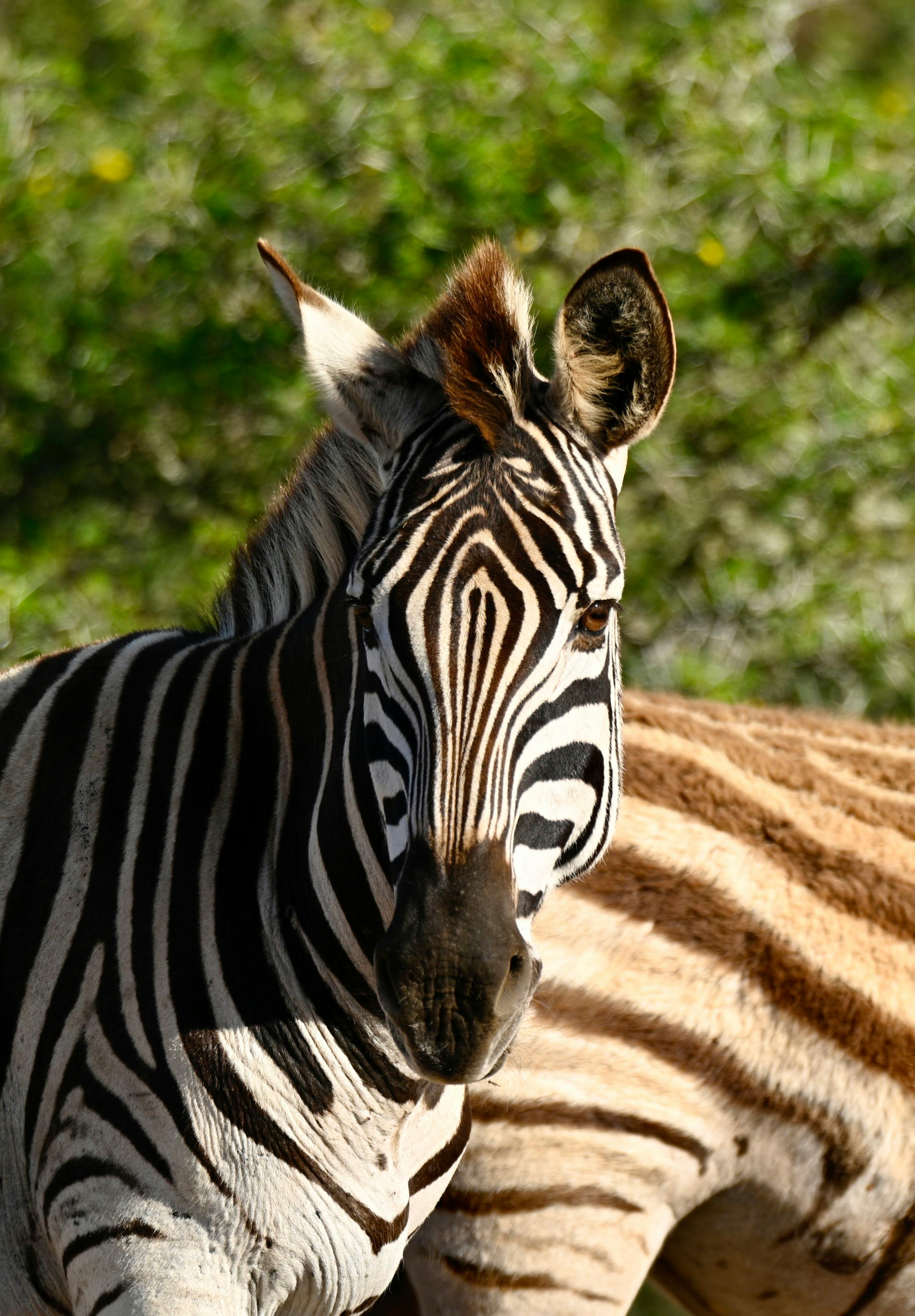 Wildlife Close-up Photography