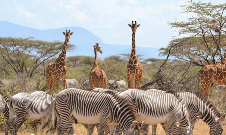 Samburu Unique Special Five Wildlife