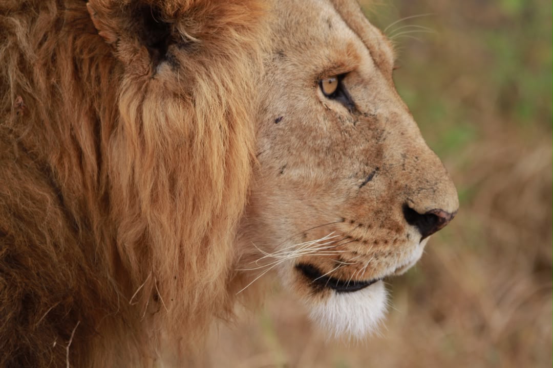 Lions