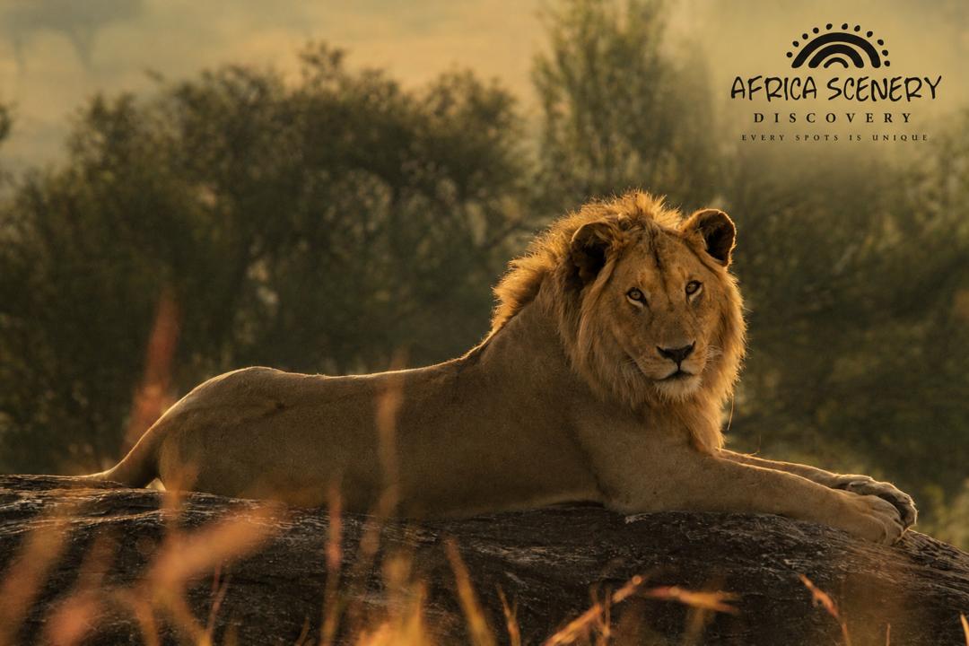 Lions