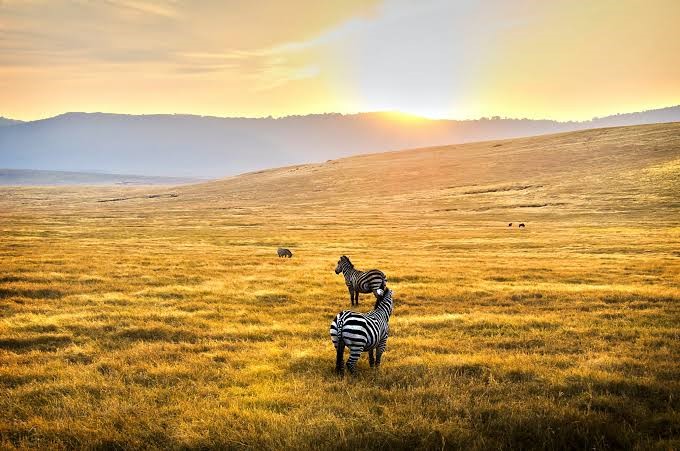 Central Serengeti Endless Plains