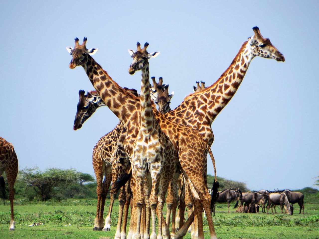 Tanzania