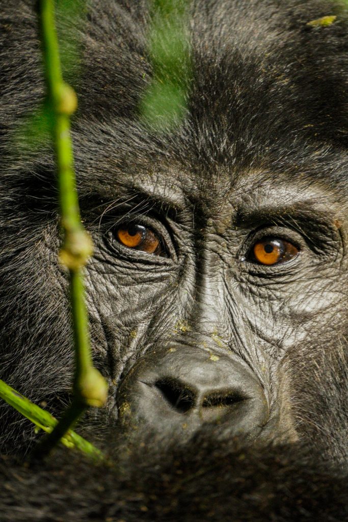Uganda