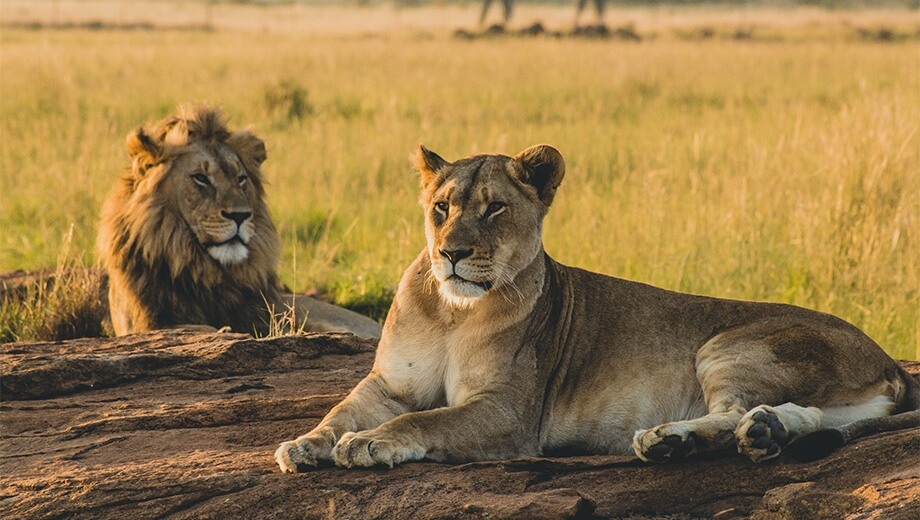 Highlights Of Kenya