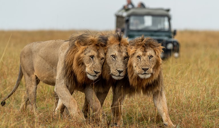 Big Cats Kenya & Tanzania Wildlife and Cultural Photo Safari