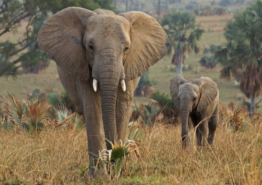 Uganda Primates and Big Five Wildlife Landscape