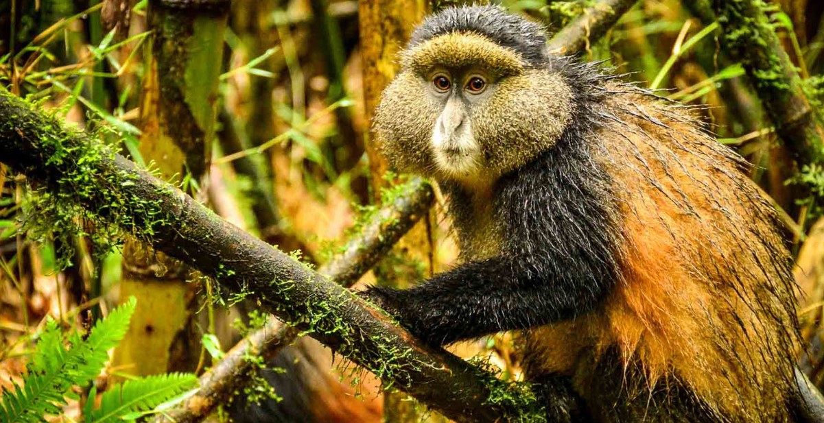 Mountain Gorilla and Golden Monkey Primate Trekking Uganda
