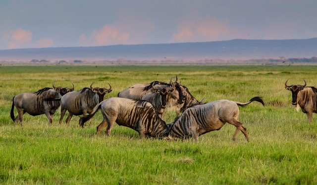 Full Kenya Highlights Safari Experience