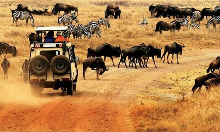 Iconic Kenya Safari Experience