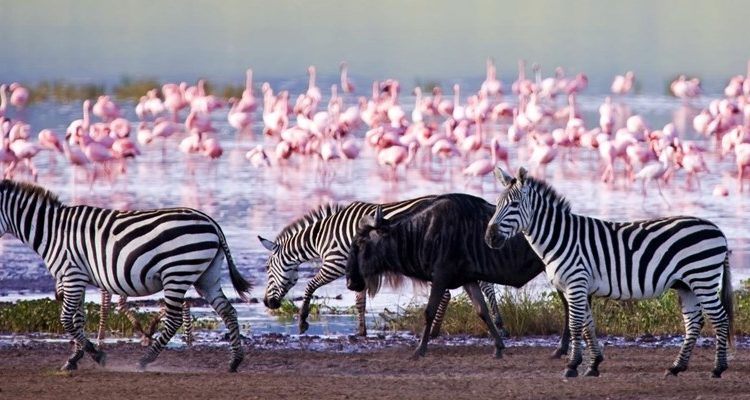 Lake Nakuru to Maasai Mara National Reserve