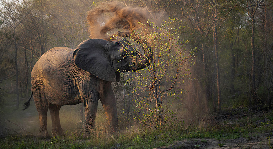 Elephants in the dust