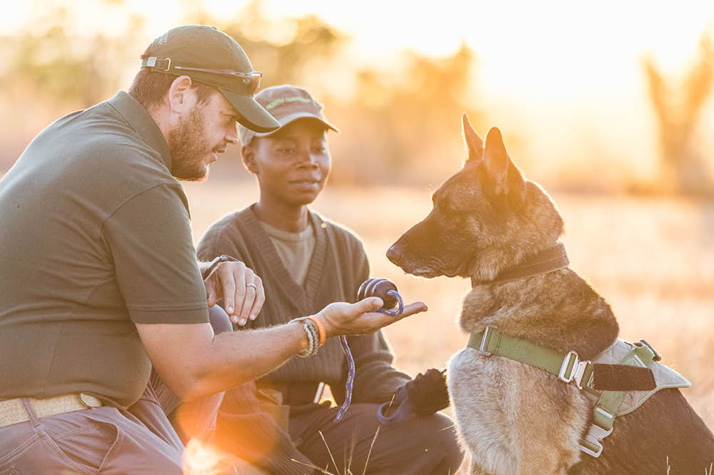 Anti-poaching canine unit deployment