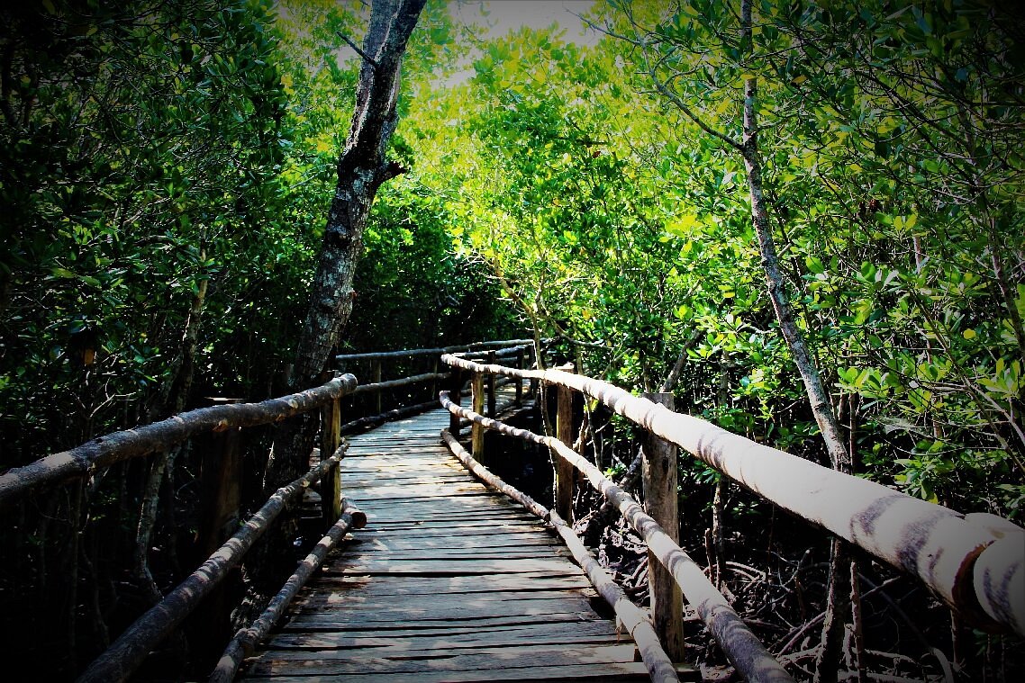 Mida Creek Mangroves