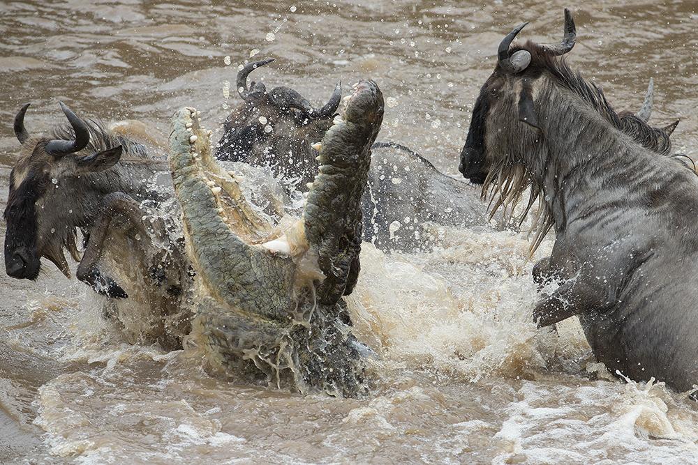 Northern Serengeti Mara River Migration
