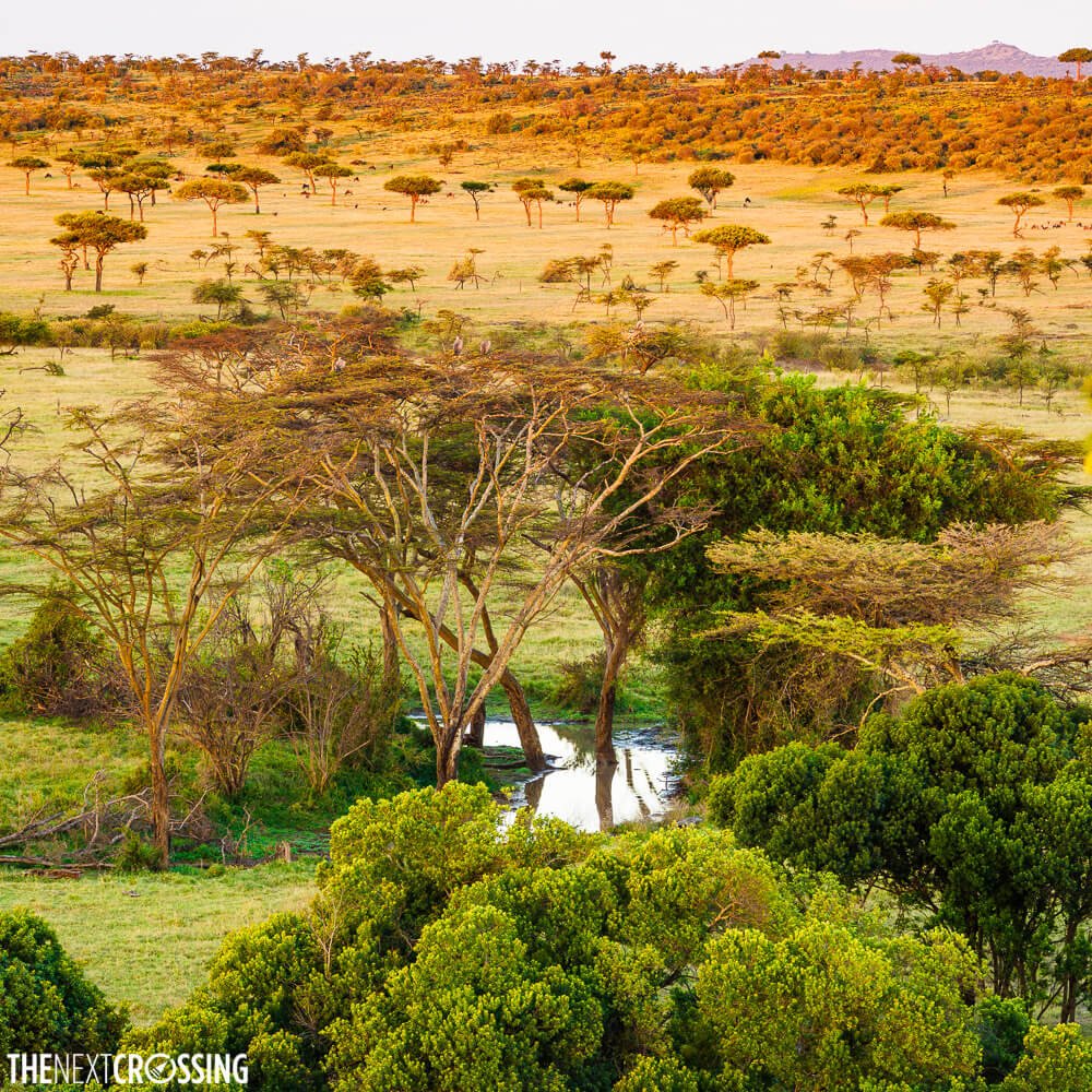 Maasai Mara Savannah