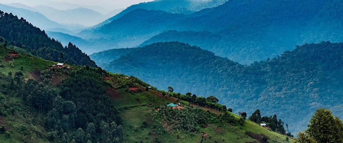 Misty Bwindi Ridges