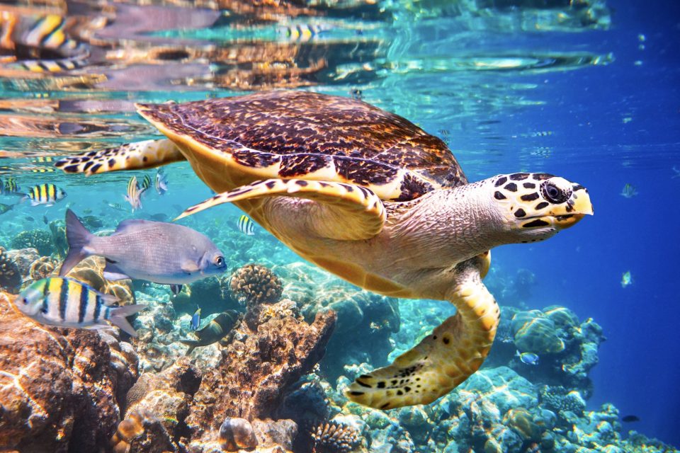 Sea Turtles Reef