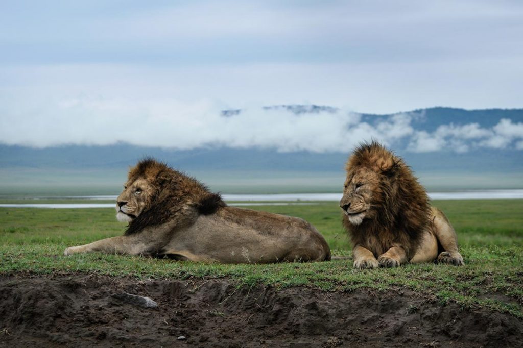Ngorongoro Crater Floor Big Five Wildlife