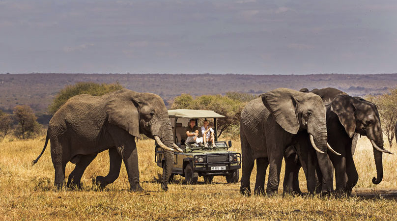 Tarangire National Park Elephants