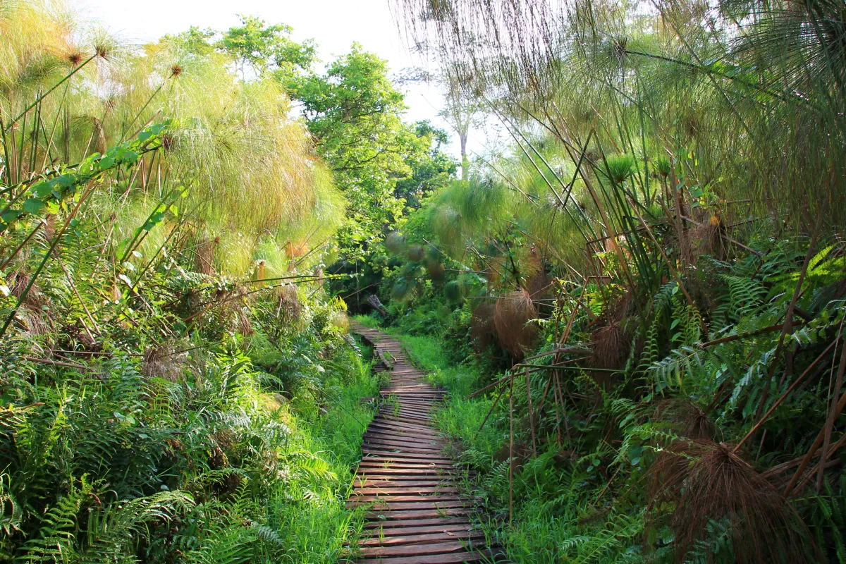 Bigodi Wetland Walkway