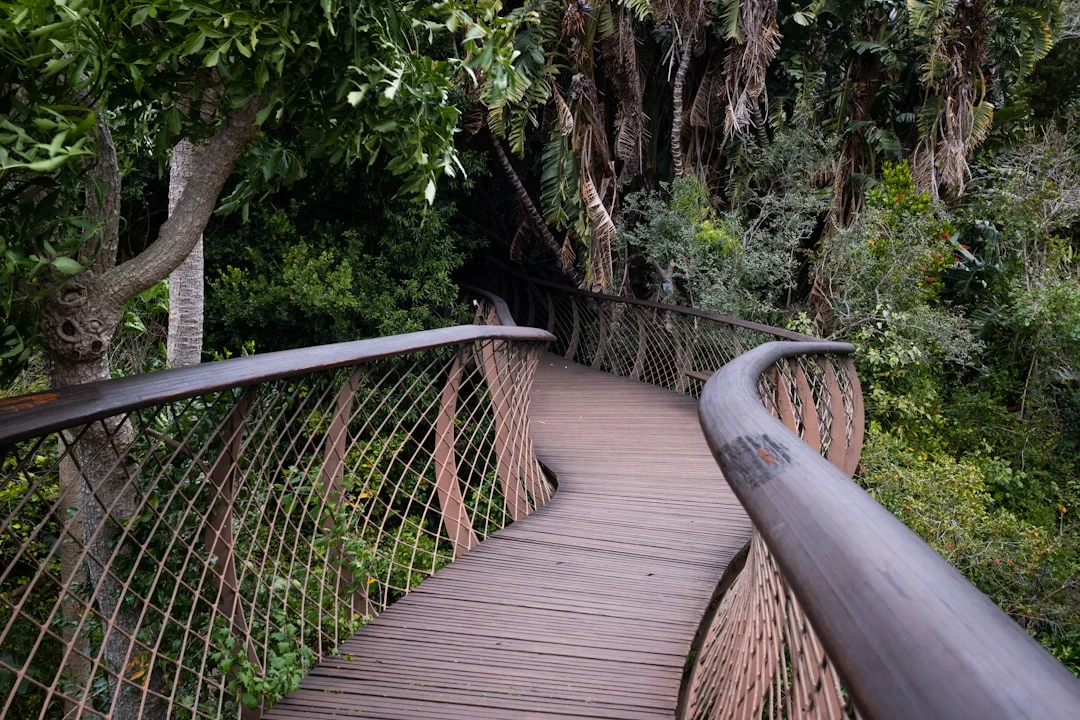 Kibale Forest High Canopy