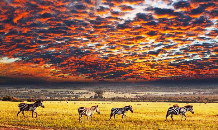 Central Serengeti Savannah Plains