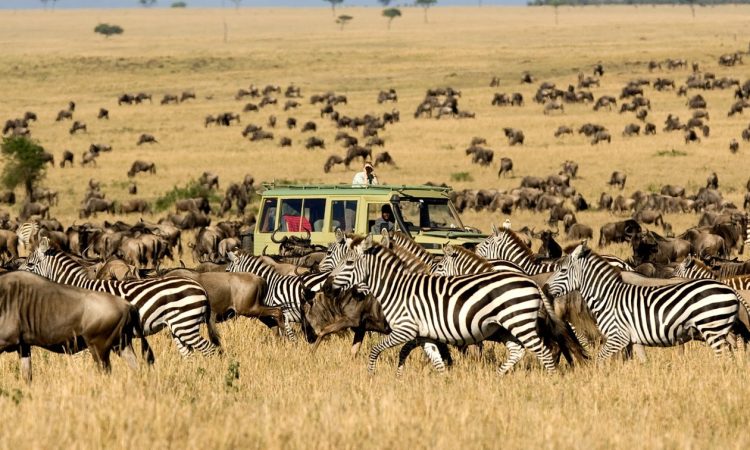 Serengeti Savannah Plain Game Drive