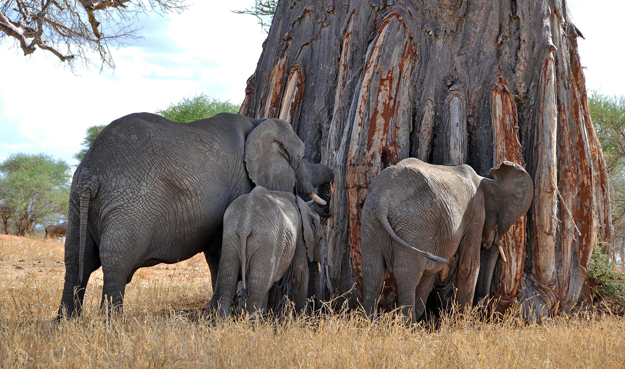 Tarangire Baobabs and Elephants