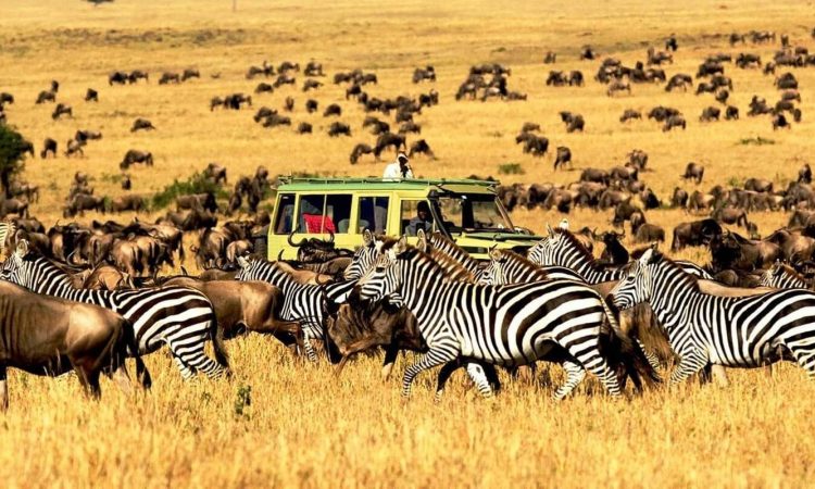 Tanzania Northern Circuit Wildlife Odyssey