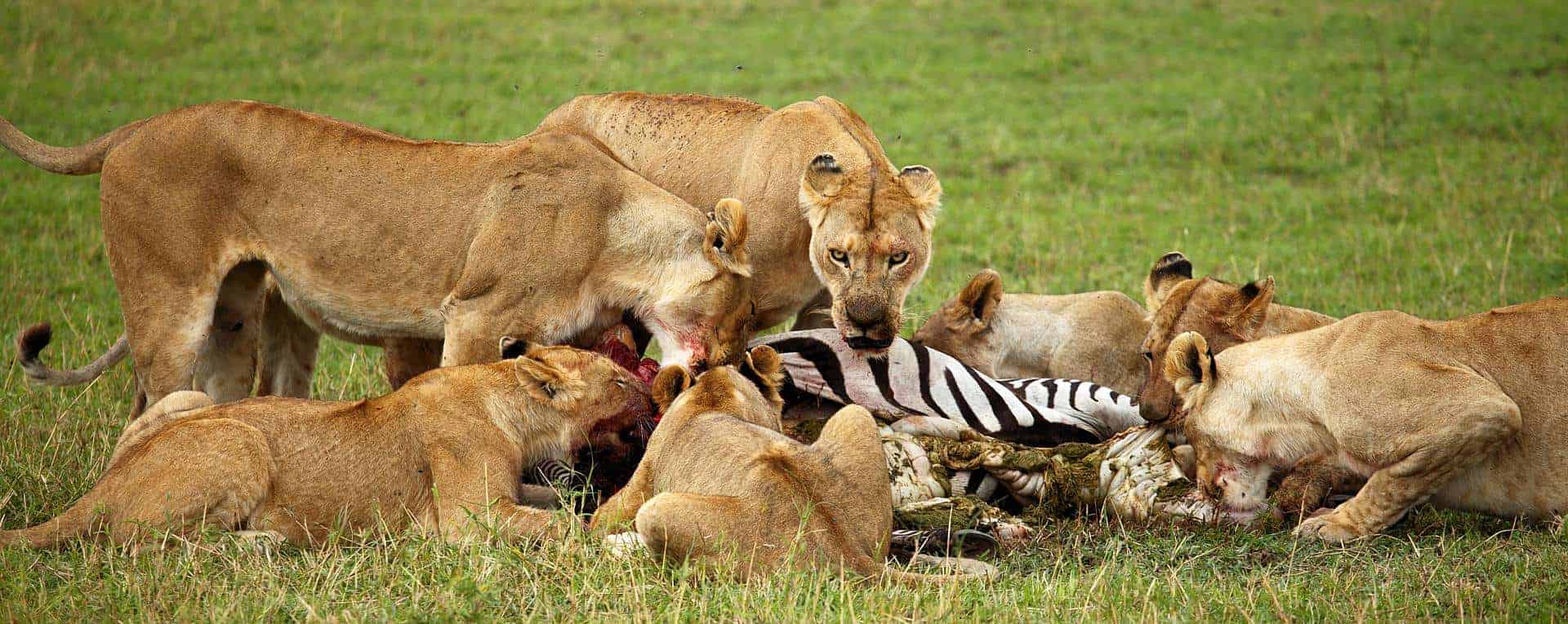 Central Serengeti National Park Predators