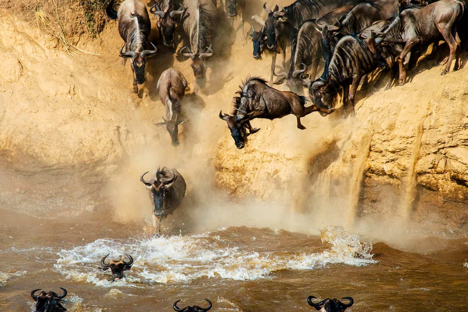 Mara River crossing tracking