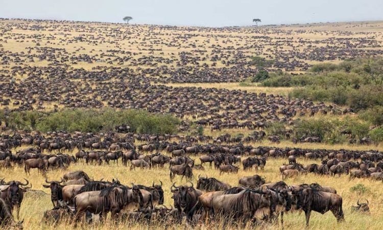 Serengeti Plains