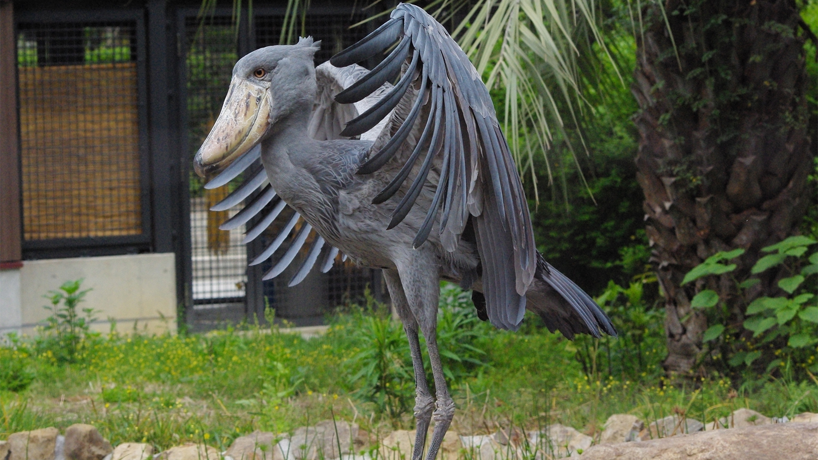 Prehistoric Shoebill Stork