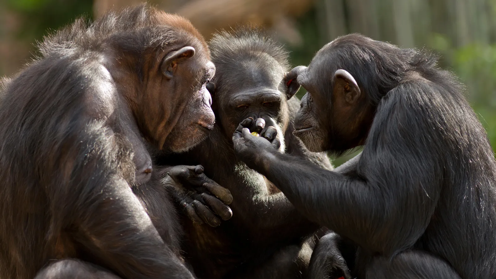 Chimpanzee Community Socializing