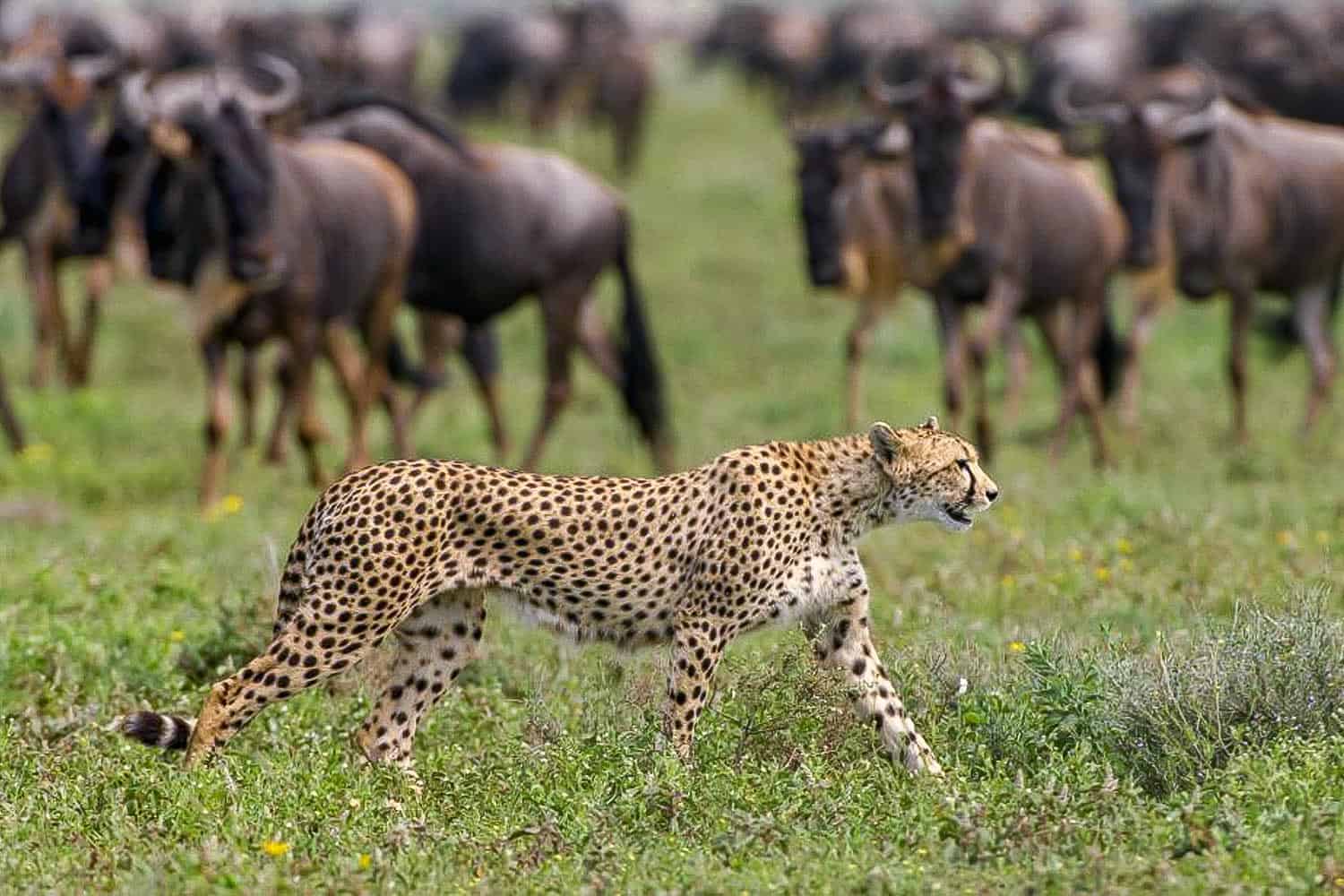 Central Serengeti wildlife tracking