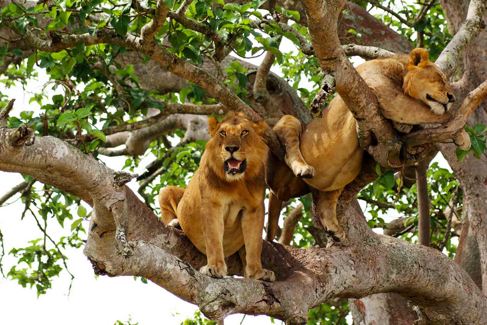 Tree Climbing Lions in Fig Tree
