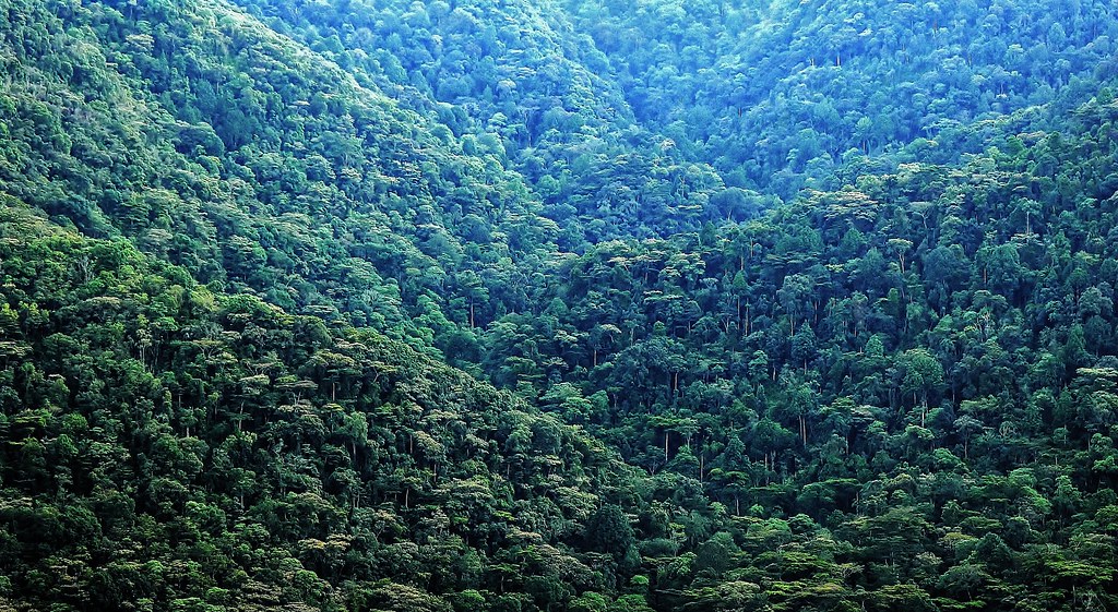Queen Elizabeth Savannah Game Drive and Bwindi Move